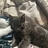 Negan is registered to the contest to win money with this photo: kitten, gray_cat, blanket, bed, sleepy, cozy, pet, fur, indoor, comfort, resting, soft, striped_blanket, patterned_bed, animal, feline, cute, young_cat, laying_down, domestic_cat