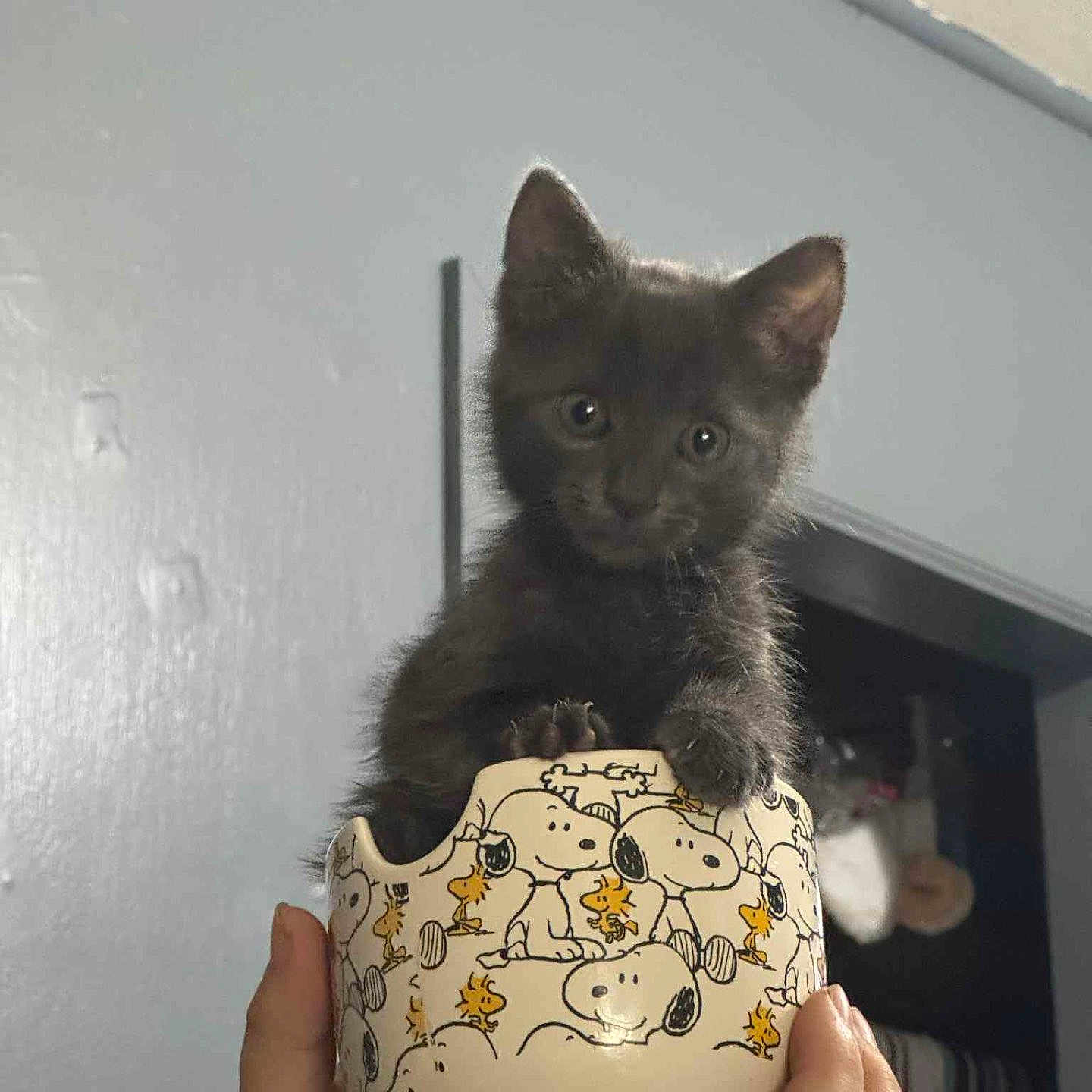 Negan is registered to the contest to win money with this photo: kitten, black_cat, bowl, snoopy, hands, indoor, wall, open_closet, curious, cute, pet, animal, small, feline, portrait, holding, domestic, young, playful, adorable