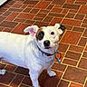 dog, white_dog, black_patch, pet, indoor, tile_floor, curious, collar, leash_ring, small_dog, ears_up, looking_up, floor_tiles, brown_tiles, red_tiles, domestic_animal, companion, animal, house, curious_expression