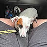 dog, white_dog, brown_patch, pet_hair, shorts, legs, sitting, indoor, car_interior, sneakers, water_bottle, animal, pet, looking_up, floor, human_legs, casual_clothing, close_up, unimpressed, resting