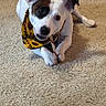 dog, white_dog, black_patch, bandana, sunflower_pattern, carpet, indoor, pet, chewing, stick, playful, cute, animal, fur, ears, paw, lying_down, close_up, domestic, companion