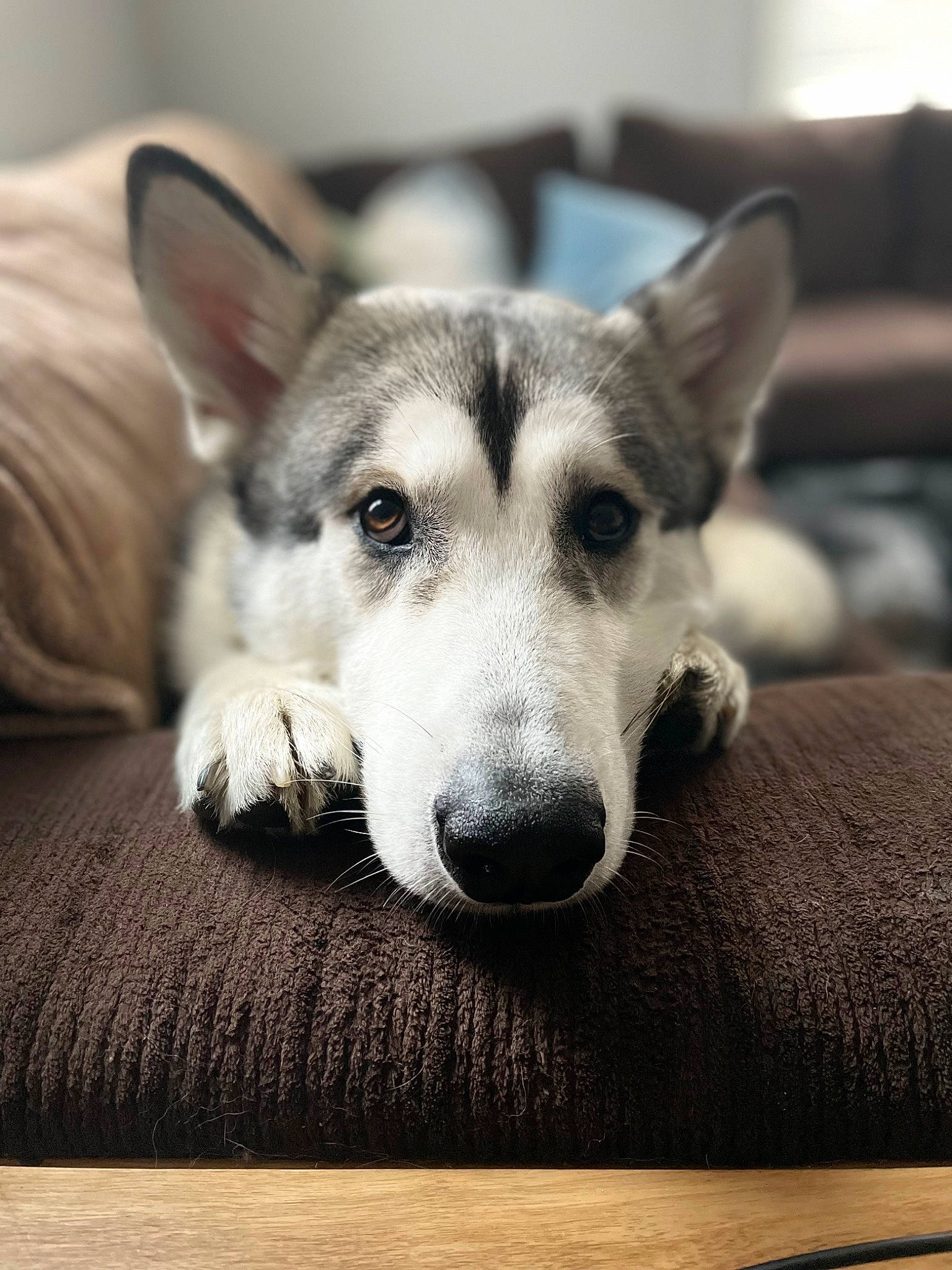 Kai joined the competition — help win amazing prizes! canidae, carnivore, comfort, companion_dog, dog, dog_breed, eye, flooring, fur, grey, head, paw, sitting, sled_dog, snout, sporting_group, terrestrial_animal, whiskers, working_animal, working_dog