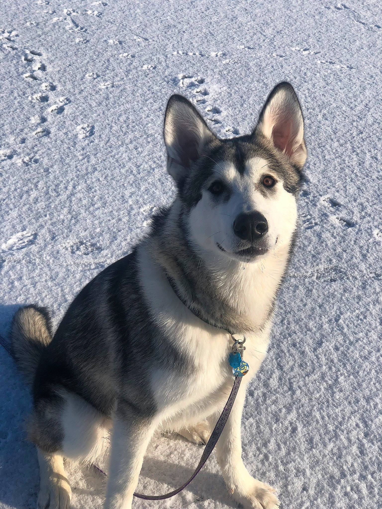 Kai is registered to the contest to win money with this photo: ancient_dog_breeds, canidae, carnivore, collar, companion_dog, dog, dog_breed, foot, fur, jaw, leash, non_sporting_group, siberian_husky, sled_dog, snow, sporting_group, whiskers, working_dog