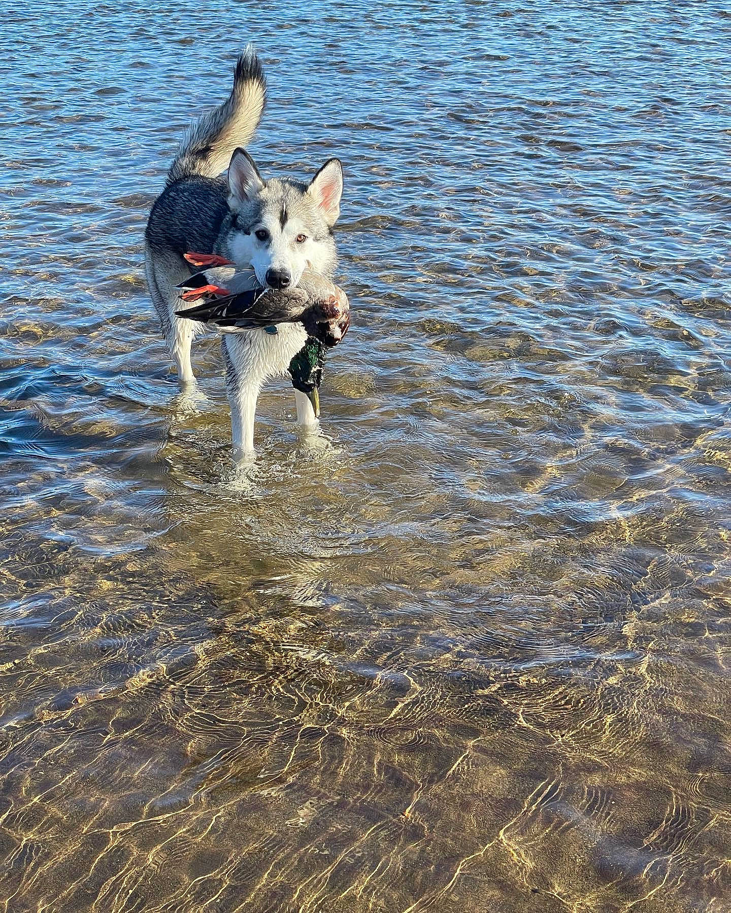 Kai joined the competition — help win amazing prizes! adventure, beach, carnivore, companion_dog, dog, dog_breed, dog_supply, dog_walking, fawn, fun, lake, leash, ocean, reflection, sand, seabird, water, wave, wind_wave, working_animal