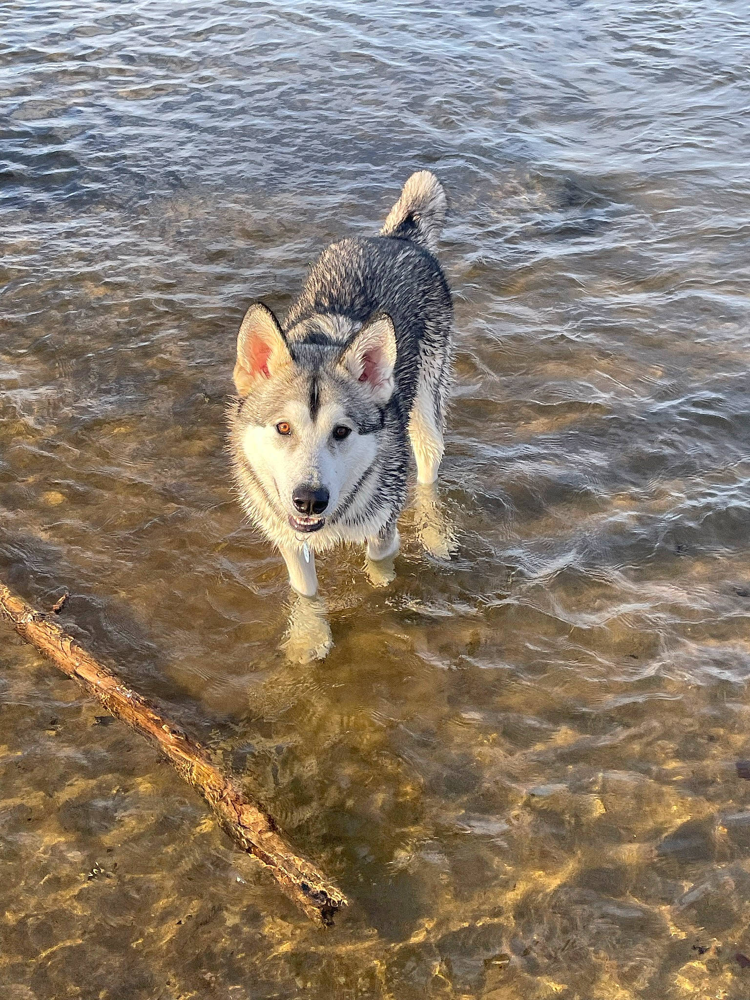 Kai joined the competition — help win amazing prizes! canidae, canis, carnivore, collar, companion_dog, dog, dog_breed, fawn, lake, liquid, ocean, recreation, snout, sporting_group, street_dog, tail, water, wildlife, working_animal, working_dog