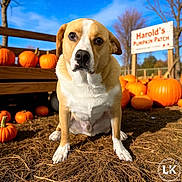 Harold is registered to the contest to win money with this photo: animal, autumn, blue_sky, brown_and_white_dog, cute, daylight, dog, fall, grass, leafless_trees, nature, outdoor, pet, portrait, pumpkin, pumpkin_patch, sign, sitting, sunny, wooden_bench