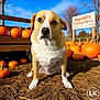 Harold is registered to the contest to win money with this photo: animal, autumn, blue_sky, brown_and_white_dog, cute, daylight, dog, fall, grass, leafless_trees, nature, outdoor, pet, portrait, pumpkin, pumpkin_patch, sign, sitting, sunny, wooden_bench