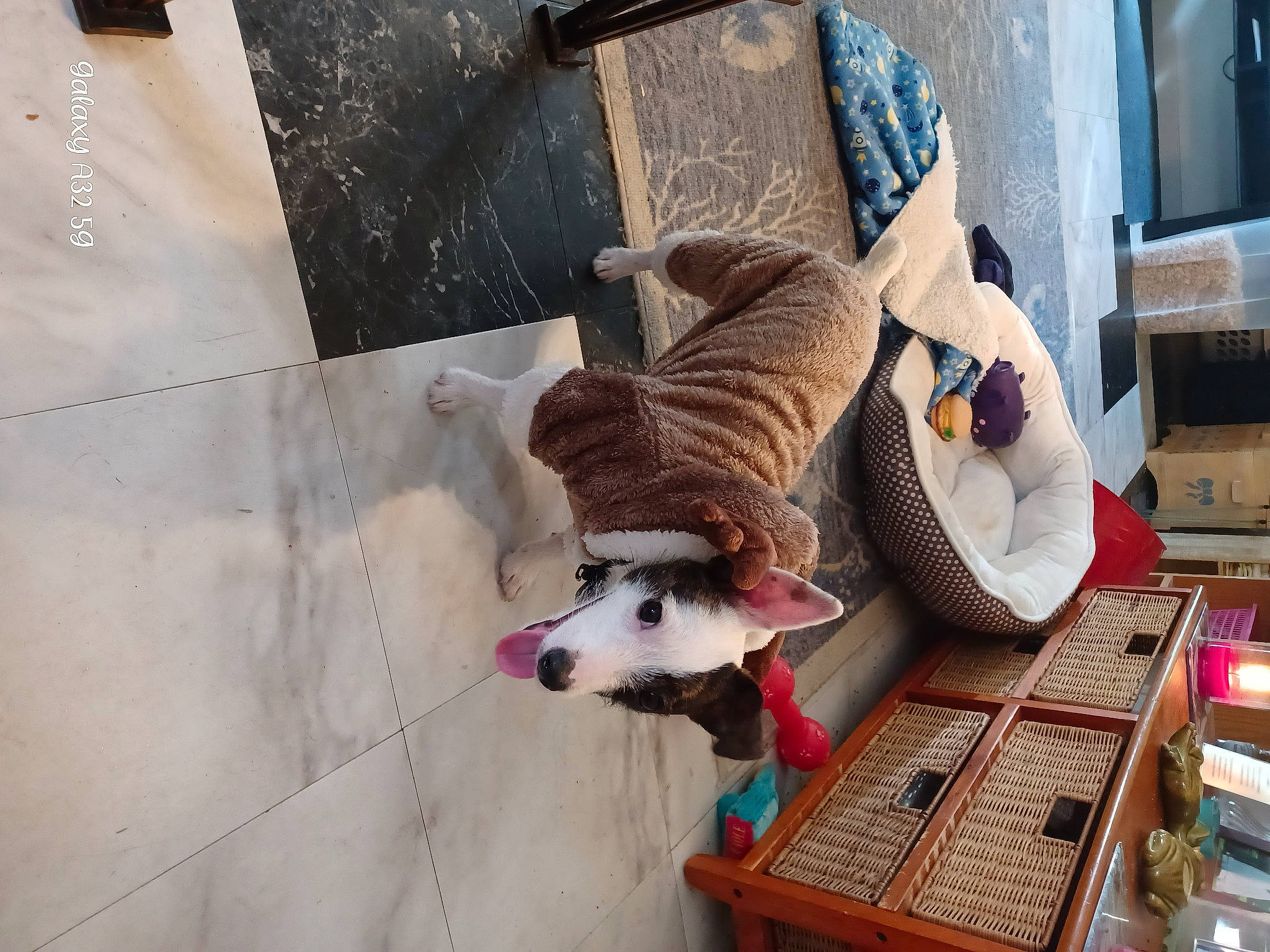 Diamond is registered to the contest to win money with this photo: canidae, carnivore, cat, collar, companion_dog, dog_breed, domestic_short_haired_cat, fawn, felidae, flooring, fur, hardwood, pet_supply, room, small_to_medium_sized_cats, sporting_group, table, tail, whiskers, wood