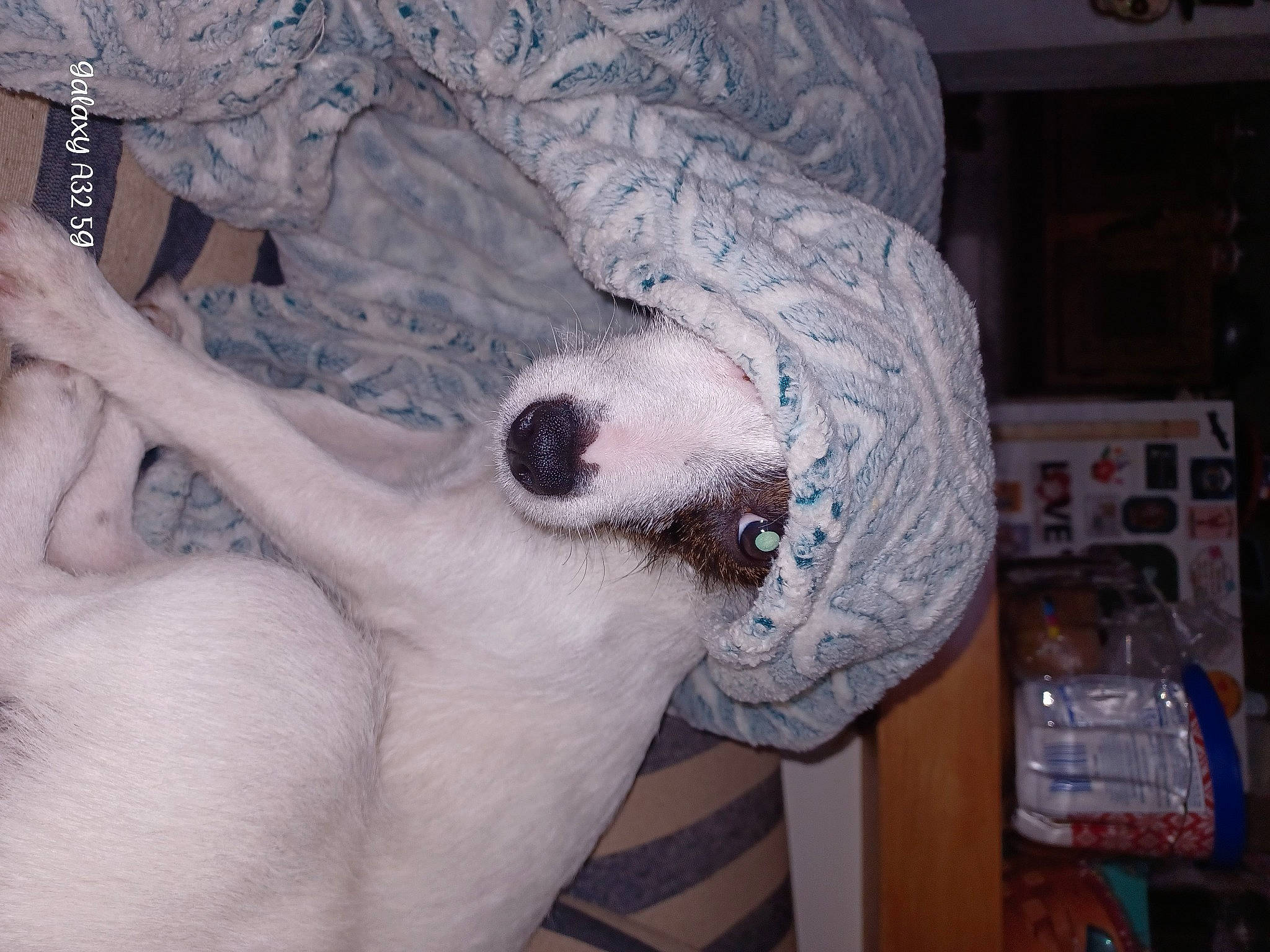 Diamond joined the competition — help win amazing prizes! canidae, carnivore, comfort, companion_dog, dog, dog_breed, fawn, felidae, fur, nap, paw, puppy, small_to_medium_sized_cats, sporting_group, tail, terrestrial_animal, toy_dog, tree, whiskers, working_animal