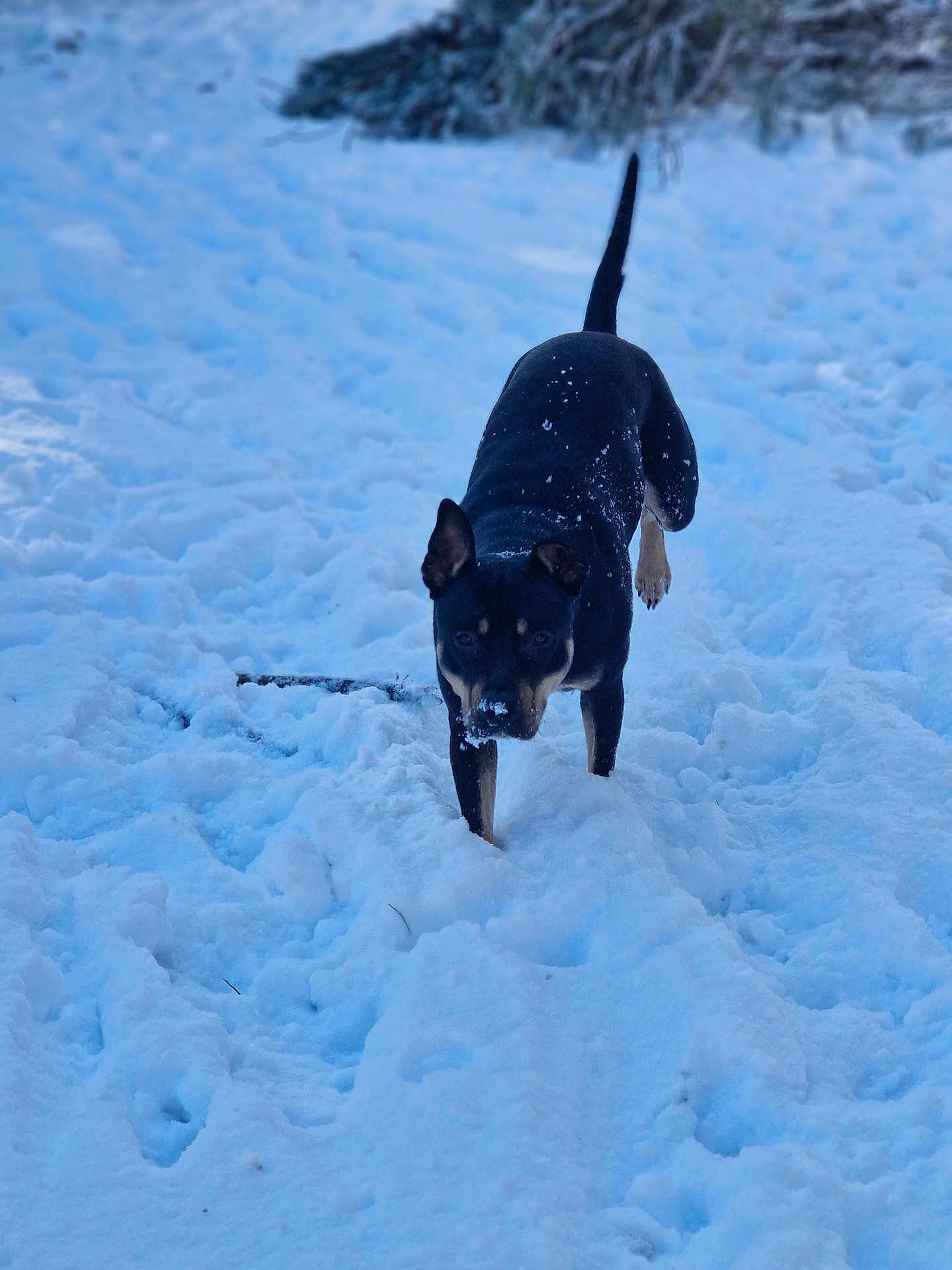 Raya a rejoint le concours — aidez-le/la à gagner de superbes lots ! dog, snow, outdoor, animal, canine, black_dog, tan_markings, playful, winter, nature, walking, fur, pet, cold, daylight, snout, ears, tail, ground, adventure