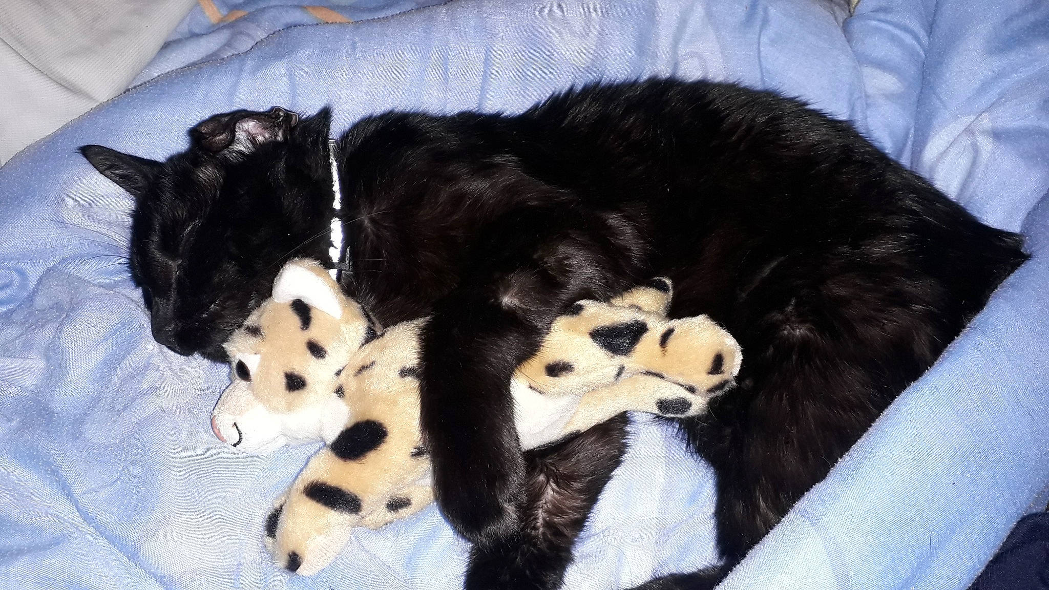 Tigrou a rejoint le concours — aidez-le/la à gagner de superbes lots ! canidae, carnivore, dog, dog_breed, fur, mammal, puppy, sporting_group, stabyhoun