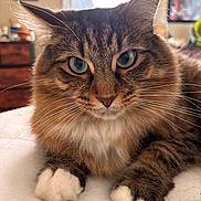 Ari is registered to the contest to win money with this photo: cat, fluffy, indoor, close_up, green_eyes, white_paws, tabby, pet, feline, whiskers, cute, animal, domestic_cat, lying_down, fur, portrait, bedroom, relaxed, soft_light, mammal