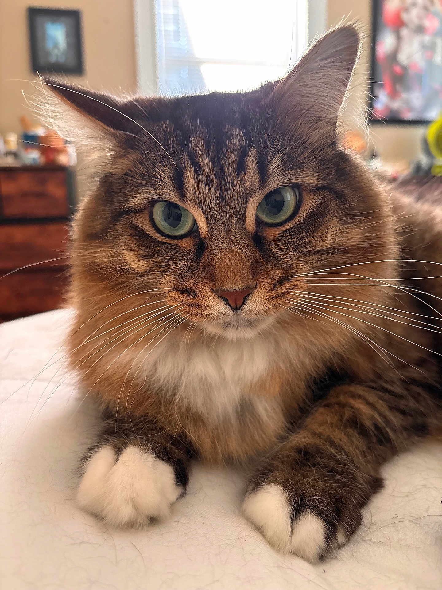 Ari is registered to the contest to win money with this photo: cat, fluffy, indoor, close_up, green_eyes, white_paws, tabby, pet, feline, whiskers, cute, animal, domestic_cat, lying_down, fur, portrait, bedroom, relaxed, soft_light, mammal