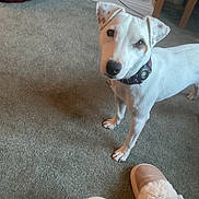 Bobby joined the competition — help win amazing prizes! animal, carpet, collar, companion, curious, cute, dog, domestic, ears, floor, footwear, friendly, household, indoor, looking_up, mammal, pet, slipper, spot, white_dog