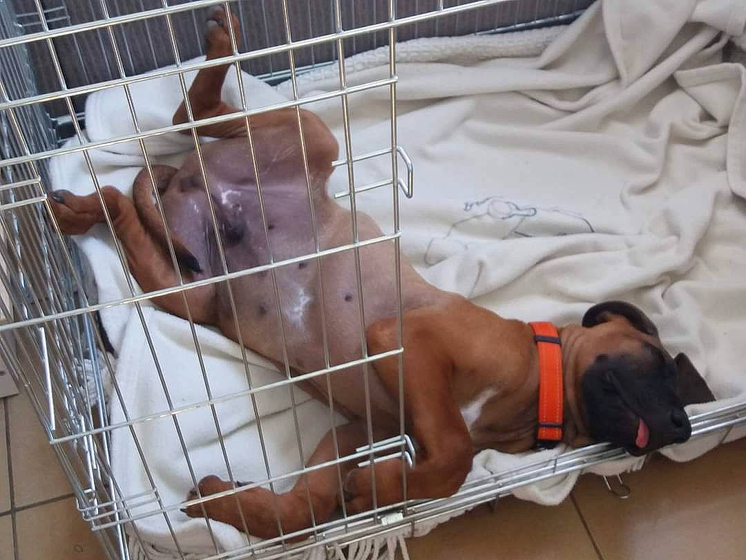 Anakin participe au concours pour gagner de l'argent avec cette photo : animal_shelter, cage, canidae, carnivore, chest, collar, comfort, companion_dog, dog, dog_breed, dog_crate, dog_supply, fawn, kennel, mesh, pet_supply, service, snout, sporting_group, working_animal