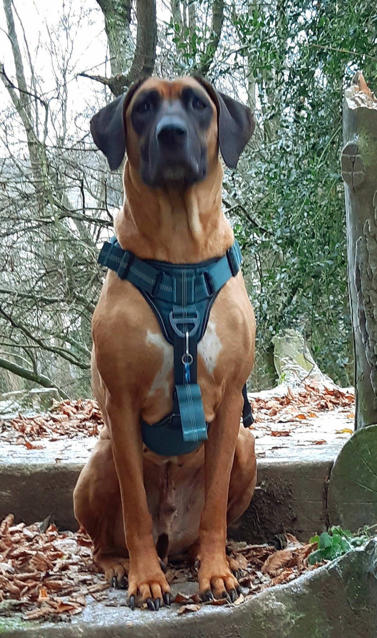 Anakin participe au concours pour gagner de l'argent avec cette photo : canidae, carnivore, collar, companion_dog, dog, dog_breed, dog_collar, dog_supply, fawn, guard_dog, hound, liver, molosser, pet_supply, plant, sporting_group, tree, trunk, working_animal, working_dog