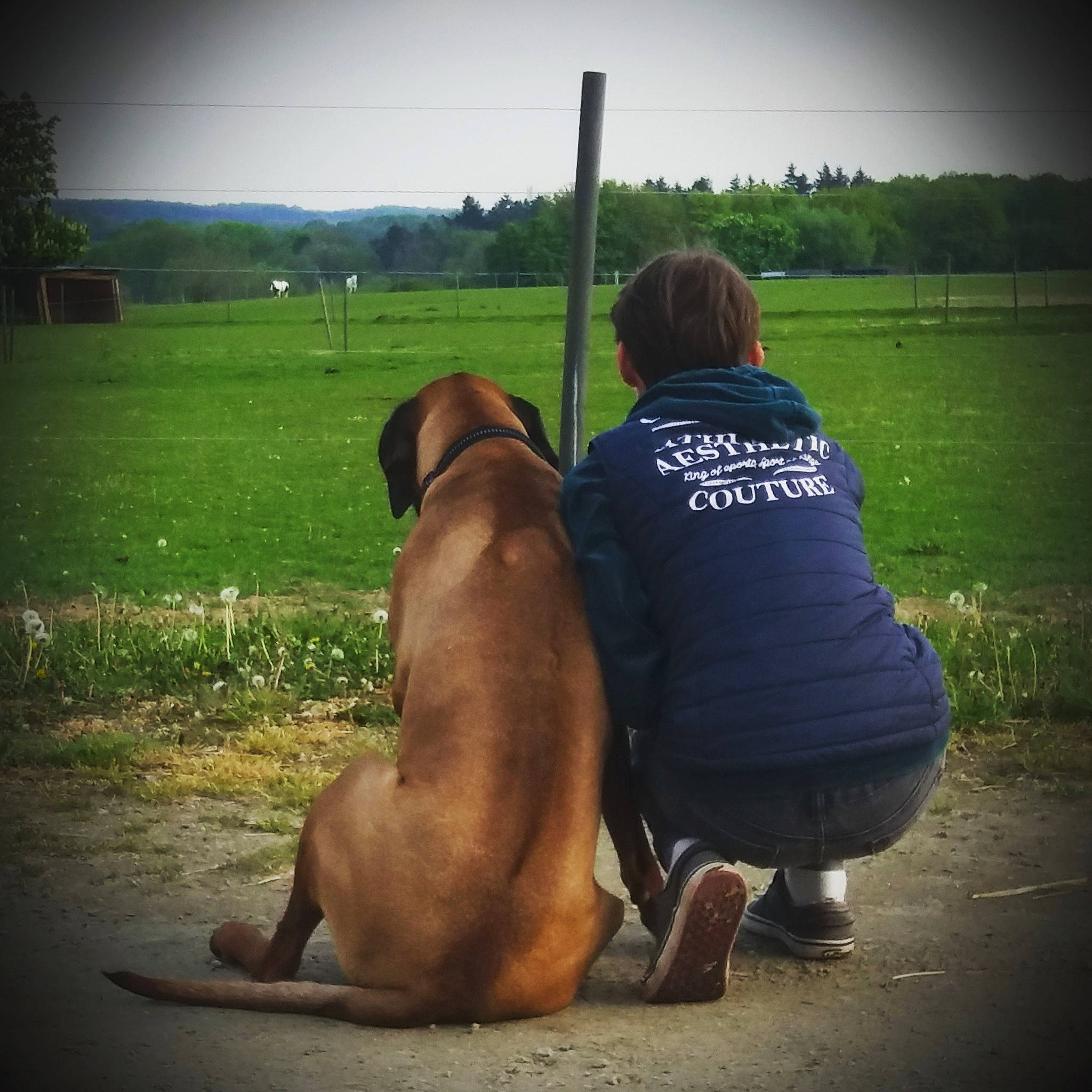 Anakin a rejoint le concours — aidez-le/la à gagner de superbes lots ! canidae, carnivore, companion_dog, dog, dog_breed, dog_collar, fawn, grass, grassland, landscape, leash, pasture, plant, prairie, sitting, sky, snout, sporting_group, tree, working_animal