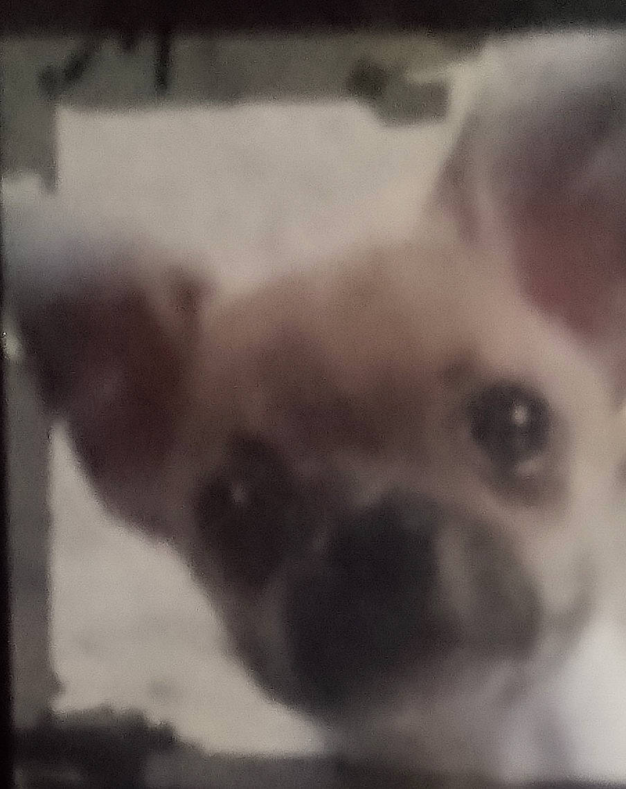 Little Man is registered to the contest to win money with this photo: carnivore, cloud, companion_dog, dog, dog_breed, fur, monochrome, monochrome_photography, non_sporting_group, sky, snout, sporting_group, square, terrestrial_animal, tints_and_shades, toy_dog, whiskers, working_animal