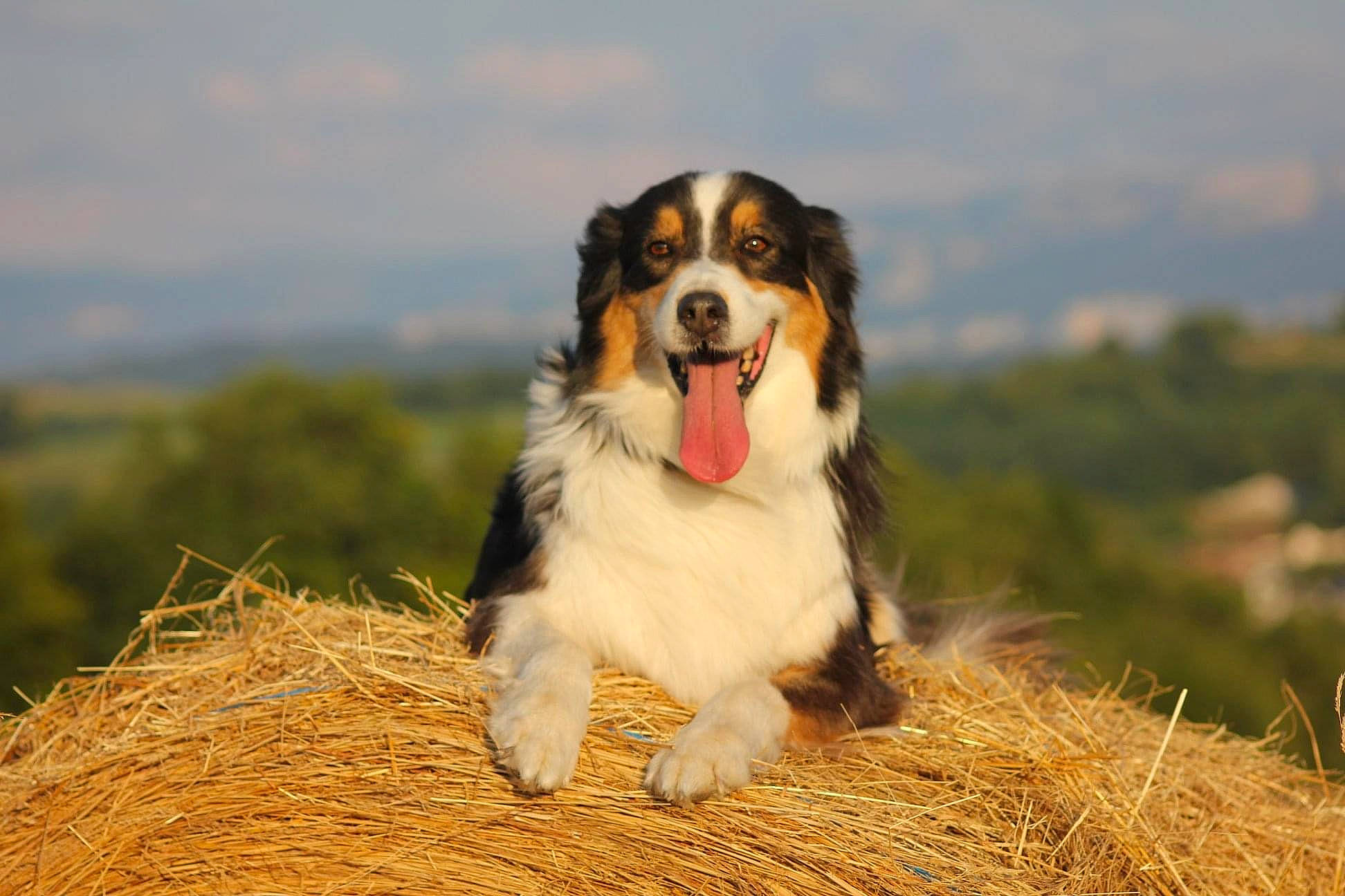 Dandy participe au concours pour gagner de l'argent avec cette photo : ball, canidae, carnivore, cloud, companion_dog, dog, dog_breed, field, grass, gun_dog, herding_dog, landscape, sky, snout, sporting_group, terrestrial_animal, tree, wood, working_dog