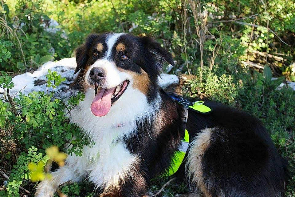 Dandy participe au concours pour gagner de l'argent avec cette photo : bernese_mountain_dog, border_collie, canidae, carnivore, companion_dog, dog, dog_breed, grass, herding_dog, plant, smile, snout, sporting_group, terrestrial_animal, tree, whiskers, working_dog