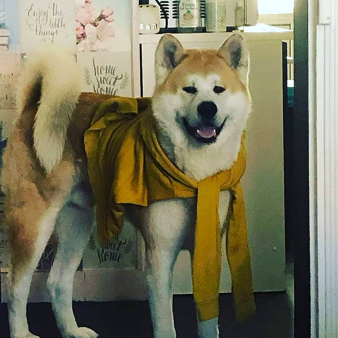 Hatchiko participe au concours pour gagner de l'argent avec cette photo : art, canidae, canis, carnivore, companion_dog, dog, dog_breed, door, drawing, fawn, fur, illustration, line, paint, painting, snout, tail, terrestrial_animal, wildlife, working_animal