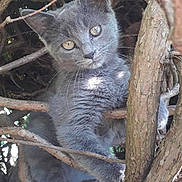 Louna a rejoint le concours — aidez-le/la à gagner de superbes lots ! adorable, animal, claws, closeup, curious, eyes, feline, fur, gray_cat, kitten, mammal, nature, outdoor, pet, playful, small_animal, tree_branches, whiskers, wildlife, young_cat
