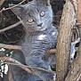 adorable, animal, claws, closeup, curious, eyes, feline, fur, gray_cat, kitten, mammal, nature, outdoor, pet, playful, small_animal, tree_branches, whiskers, wildlife, young_cat