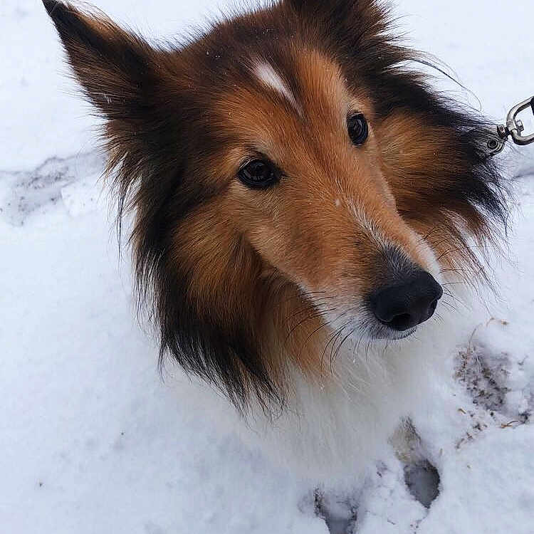 Laddie