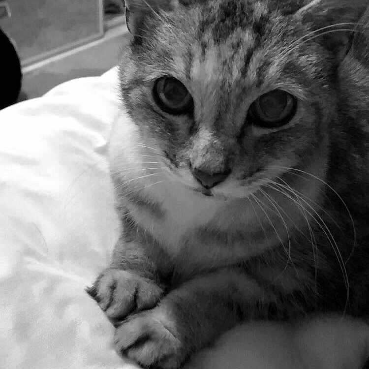 Lexi joined the competition — help win amazing prizes! black, black_and_white, cat, cat_like_mammal, eye, face, fauna, fur, mammal, monochrome, monochrome_photography, nose, organ, photography, small_to_medium_sized_cats, snapshot, snout, tabby_cat, whiskers, white