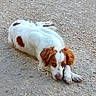 Volt a rejoint le concours — aidez-le/la à gagner de superbes lots ! dog, lying_down, white, brown, ears, outdoor, gravel, animal, pet, canine, fur, resting, looking_down, quiet, calm, alone, nature, daylight, ground, mammal