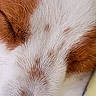 dog, fur, ear, close_up, brown_fur, white_fur, pet, animal, sleeping, resting, texture, soft, cozy, mammal, domestic_animal, canine, animal_fur, natural, peaceful, calm