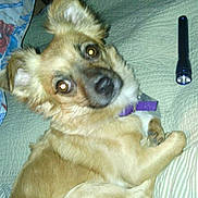 Roxy joined the competition — help win amazing prizes! dog, pet, bed, blanket, flashlight, indoor, curious, fur, animal, collar, purple_collar, looking_up, canine, domestic_animal, resting, cute, small_dog, ears_up, quilted_bedspread, paw