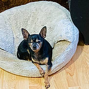 Dasha joined the competition — help win amazing prizes! dog, chihuahua, pet_bed, fluffy_bed, wooden_floor, indoor, small_dog, black_dog, tan_dog, resting, relaxed, animal, canine, paw, fur, ears, cozy, home, domestic_animal, quiet