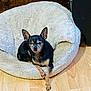 dog, chihuahua, pet_bed, fluffy_bed, wooden_floor, indoor, small_dog, black_dog, tan_dog, resting, relaxed, animal, canine, paw, fur, ears, cozy, home, domestic_animal, quiet