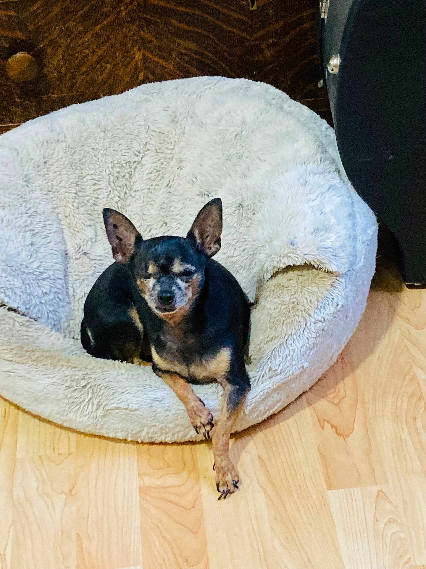 Dasha joined the competition — help win amazing prizes! dog, chihuahua, pet_bed, fluffy_bed, wooden_floor, indoor, small_dog, black_dog, tan_dog, resting, relaxed, animal, canine, paw, fur, ears, cozy, home, domestic_animal, quiet