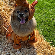 Potato joined the competition — help win amazing prizes! dog, costume, straw, grass, outdoor, happy, tongue_out, brown, pet, animal, cute, fluffy, sunlight, playful, ears, smiling, nature, sitting, canine, daylight