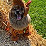 dog, costume, straw, grass, outdoor, happy, tongue_out, brown, pet, animal, cute, fluffy, sunlight, playful, ears, smiling, nature, sitting, canine, daylight