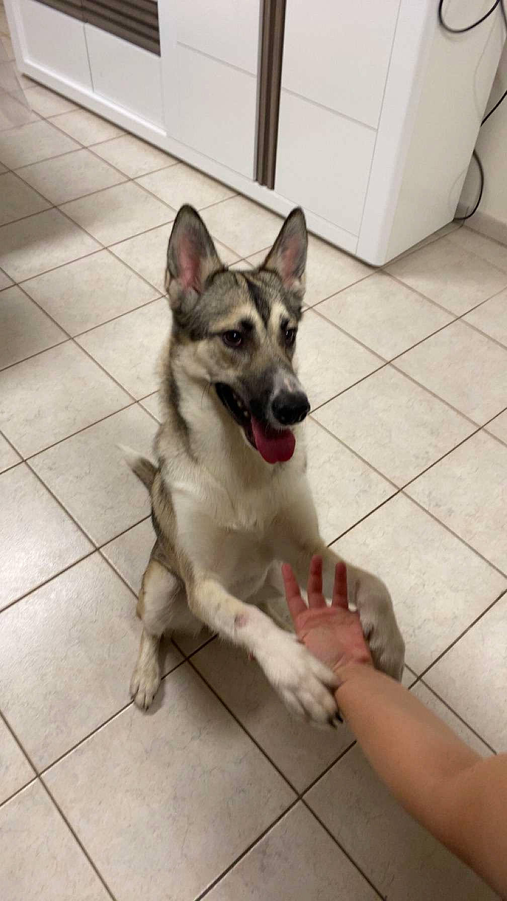 Taïga a rejoint le concours — aidez-le/la à gagner de superbes lots ! canidae, carnivore, collar, companion_dog, dog, dog_breed, dog_supply, domestic_short_haired_cat, door, fawn, felidae, flooring, foot, fur, paw, small_to_medium_sized_cats, sporting_group, tail, whiskers, working_animal