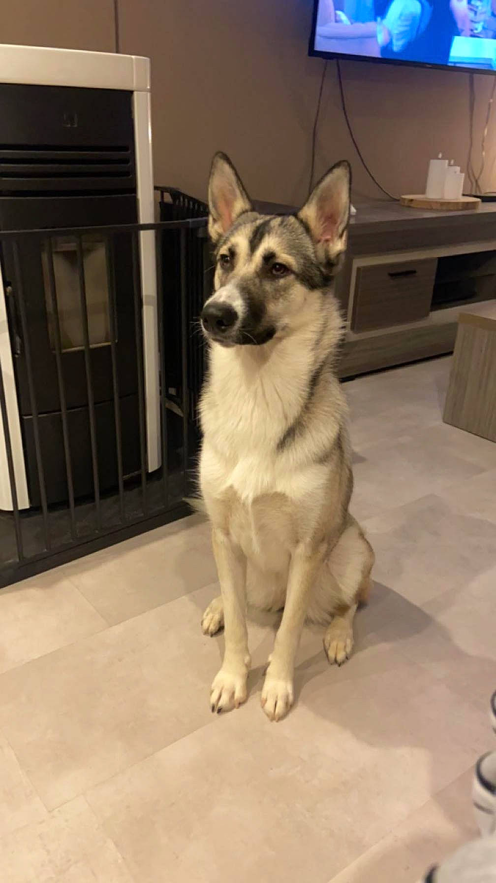 Taïga participe au concours pour gagner de l'argent avec cette photo : canis, carnivore, collar, companion_dog, dog, dog_breed, dog_supply, door, east_european_shepherd, flooring, fur, herding_dog, lamp, pet_supply, snout, tail, terrestrial_animal, whiskers, working_animal, working_dog