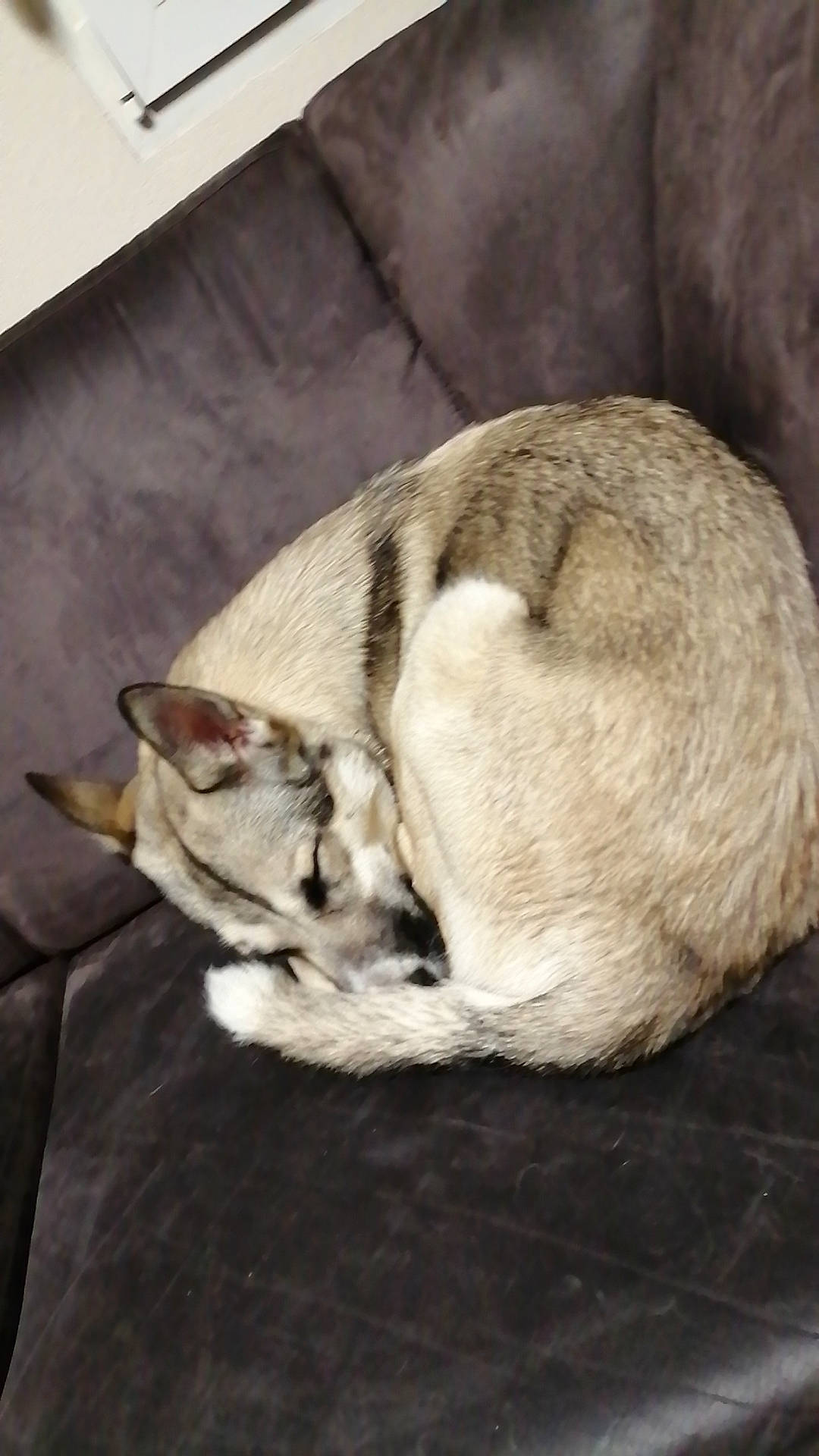 Taïga a rejoint le concours — aidez-le/la à gagner de superbes lots ! carnivore, comfort, companion_dog, dog, dog_breed, domestic_short_haired_cat, fawn, felidae, flooring, fur, nap, paw, sleep, small_to_medium_sized_cats, snout, sporting_group, tail, terrestrial_animal, whiskers, wood