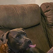 Diesel is registered to the contest to win money with this photo: animal, brown, canine, collar, couch, cozy, cute, dog, domestic, ears, expression, friendly, fur, home, indoor, pet, portrait, relaxed, snout, tongue_out