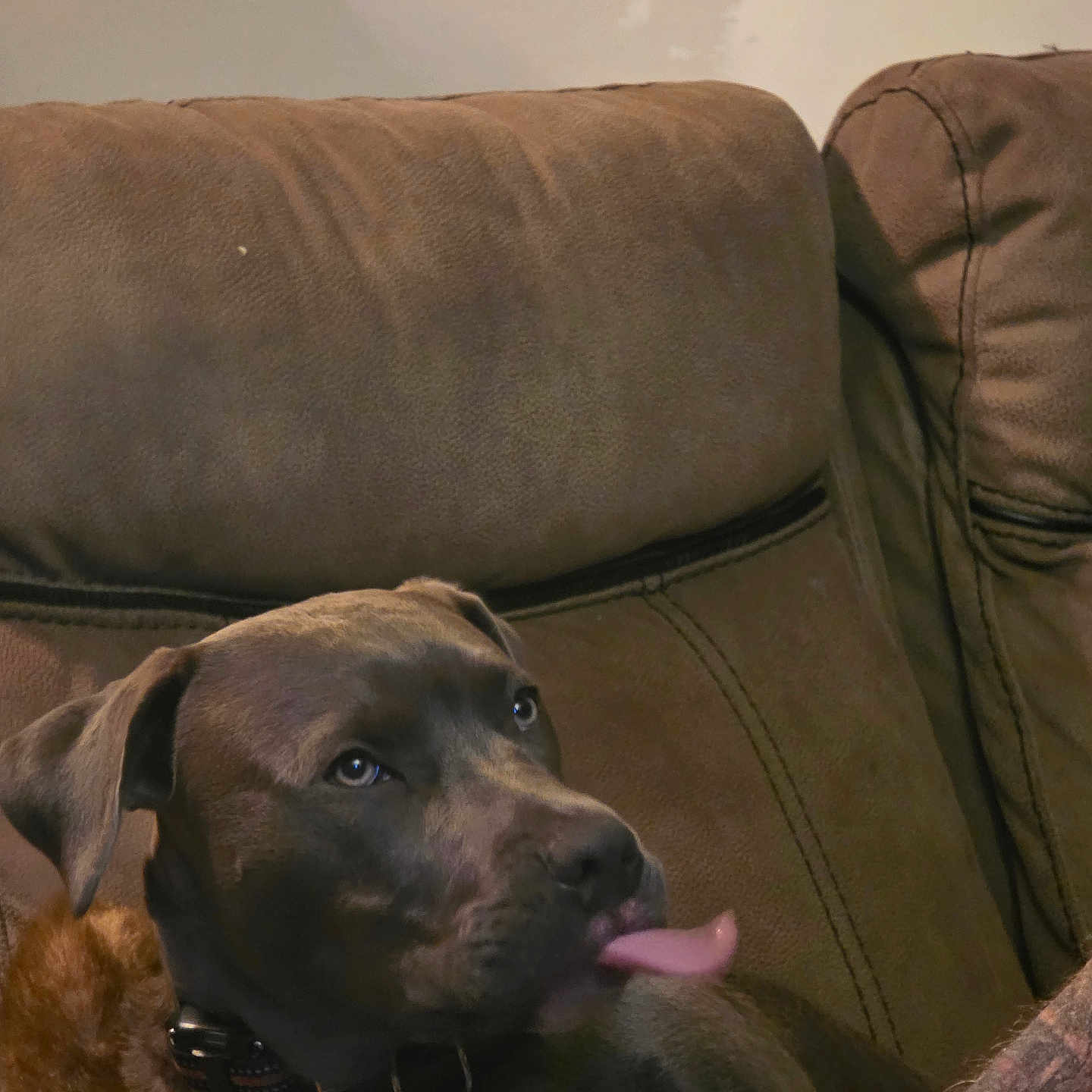 Diesel is registered to the contest to win money with this photo: animal, brown, canine, collar, couch, cozy, cute, dog, domestic, ears, expression, friendly, fur, home, indoor, pet, portrait, relaxed, snout, tongue_out
