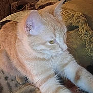 Toast is registered to the contest to win money with this photo: cat, white_cat, orange_patches, furry, pet, animal, portrait, close_up, sitting, lounging, sofa, couch, blanket, cushion, indoors, cozy, relaxed, whiskers, green_eyes, home_decor