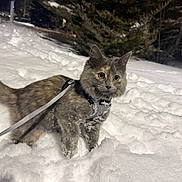 Cazzie joined the competition — help win amazing prizes! alert, backyard, cat, curious, cute, fluffy, fur, harness, kitten, leash, night, outdoor, paws, pet, playful, snow, snowflakes, tail, wide_eyes, winter