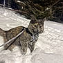alert, backyard, cat, curious, cute, fluffy, fur, harness, kitten, leash, night, outdoor, paws, pet, playful, snow, snowflakes, tail, wide_eyes, winter