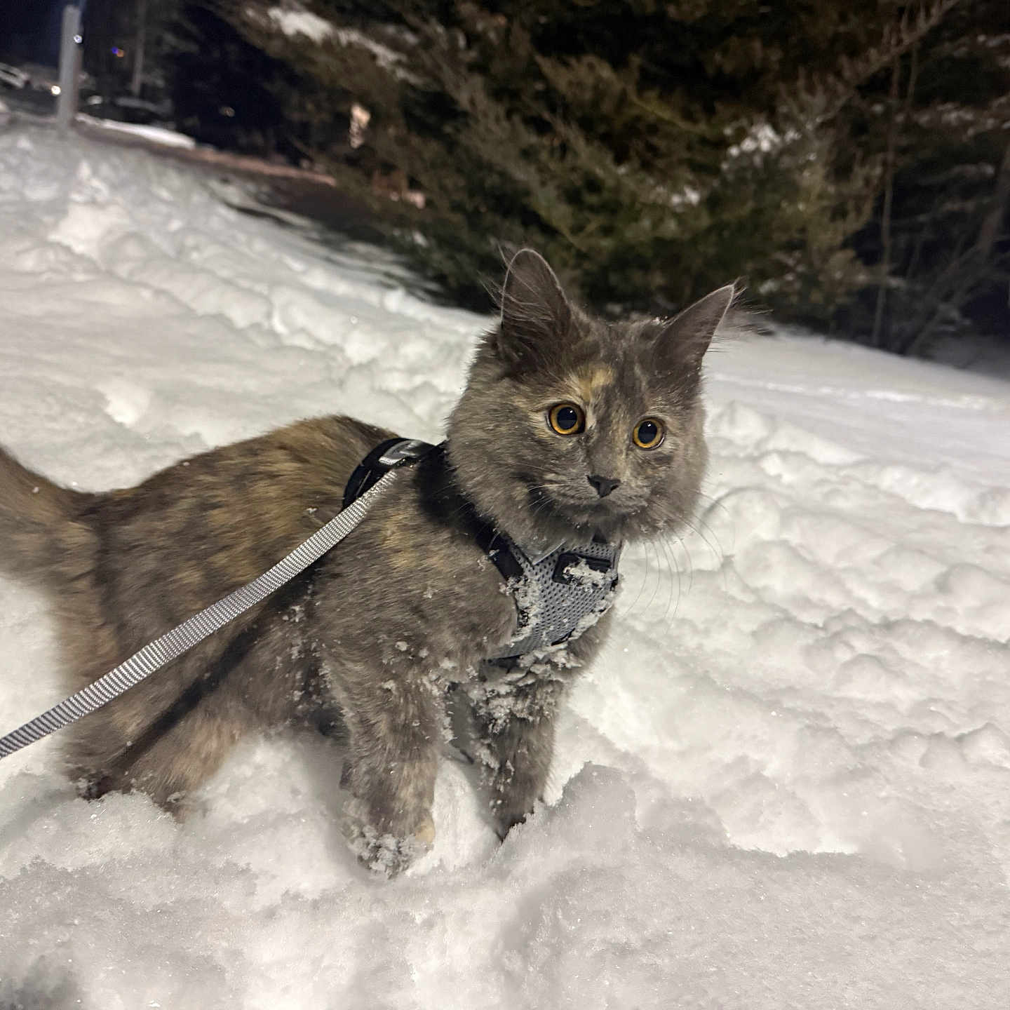 Cazzie joined the competition — help win amazing prizes! alert, backyard, cat, curious, cute, fluffy, fur, harness, kitten, leash, night, outdoor, paws, pet, playful, snow, snowflakes, tail, wide_eyes, winter