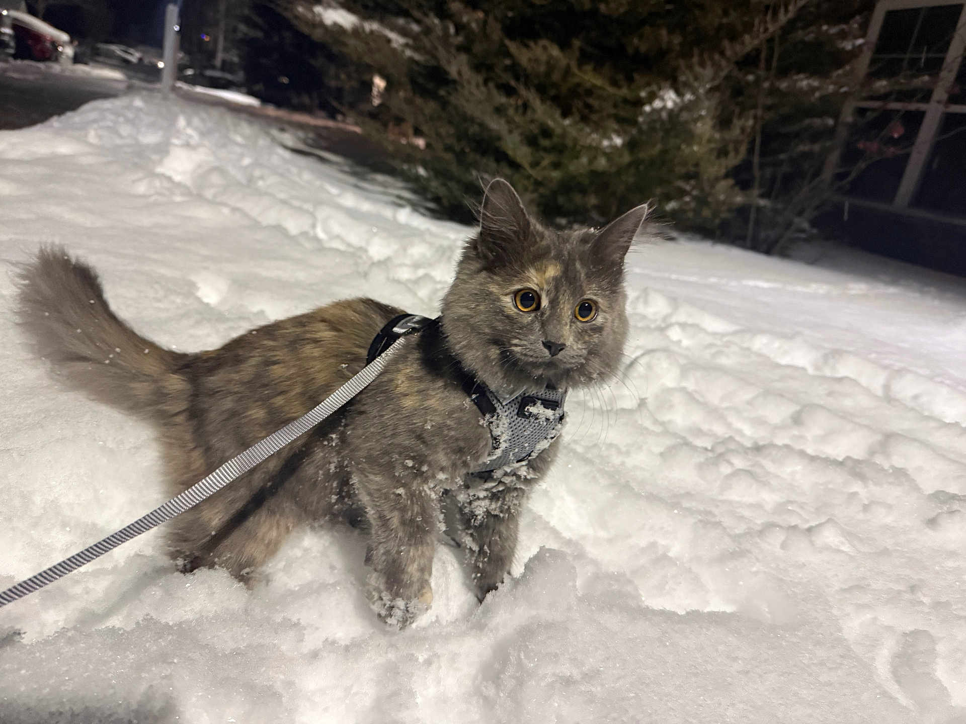 Cazzie joined the competition — help win amazing prizes! alert, backyard, cat, curious, cute, fluffy, fur, harness, kitten, leash, night, outdoor, paws, pet, playful, snow, snowflakes, tail, wide_eyes, winter