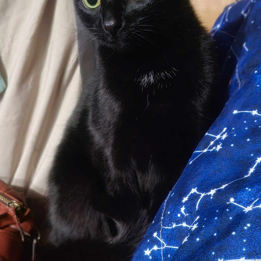 Astro Raine Sawyer joined the competition — help win amazing prizes! animal, bed, bedroom, blackcat, blanket, cat, clothing, couch, cushion, footwear, furniture, homedecor, indoors, kitten, manx, pet, quilt, room, shoe, velvet