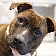 Ulla participe au concours pour gagner de l'argent avec cette photo : animal, brindle, canine, close_up, collar, curious, dog, domestic_animal, ears, expression, face, fur, head_tilt, indoor, looking, muzzle, pet, portrait, snout, whiskers