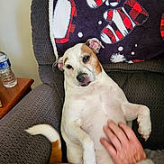 Patchea is registered to the contest to win money with this photo: dog, armchair, blanket, hand, pet, indoor, relaxed, white, brown, fur, tail, cozy, comfort, human, resting, closeup, companion, animal, domestic, cute